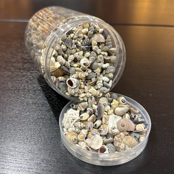 Assorted Mini Sea Shells - Picture 3 of 3